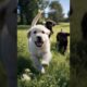 cute puppies running and playing #puppy #dog #dogs #doglover #cuteanimals #youtubeshorts #shorts