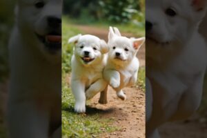 cute puppies running and playing #puppy #dog #puppies #dogs #cuteanimals #doglover #dogvideos