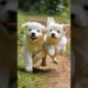 cute puppies running and playing #puppy #dog #puppies #dogs #cuteanimals #doglover #dogvideos