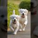 cute puppies running #dog #puppy #doglover #dogs #puppies #dogvideos #dogshorts #dogrunning