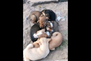 cute puppies sleeping #dog #puppy #dogs #puppies #cuteanimals #dogvideos #doglover