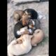 cute puppies sleeping #dog #puppy #dogs #puppies #cuteanimals #dogvideos #doglover