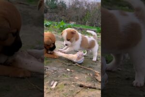 cute puppies trying to eat a huge bone #puppy #dog #puppies #cuteanimals #youtubeshorts #shorts