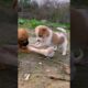 cute puppies trying to eat a huge bone #puppy #dog #puppies #cuteanimals #youtubeshorts #shorts