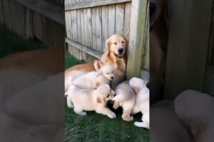 cute puppies with their mother #puppy #dog #puppies #dogs #cuteanimals #youtubeshorts #shorts