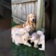 cute puppies with their mother #puppy #dog #puppies #dogs #cuteanimals #youtubeshorts #shorts