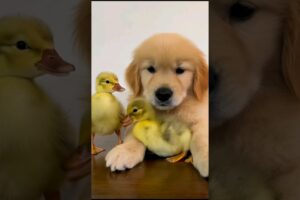 cute puppy and ducklings #puppy #duckling #ducklings #dog #cutedog #puppies #cuteanimals #shorts