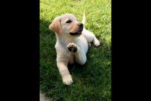 cute puppy playing outdoor #puppy #dog #doglover #cutedog #cuteanimals #dogs #puppies #dogvideos