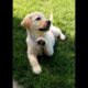 cute puppy playing outdoor #puppy #dog #doglover #cutedog #cuteanimals #dogs #puppies #dogvideos