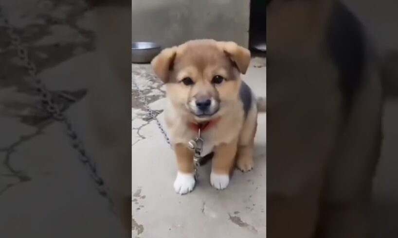 cute puppy 🐶 #shorts video puppy #puppy voice 🐕🐕🐕  pilla ki abaj