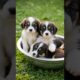 cutest puppies in a big bowl adorable moments #dog #puppy #puppies #dogs #doglover #dogvideos