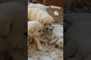 cutest puppies playing outdoor #dog #puppy #doglover #cuteanimals #dogs #puppies #dogshorts