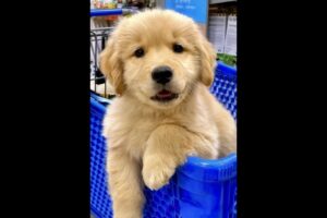 cutest puppy sitting in a basket #puppy #dog #puppies #dogs #doglover #dogvideos #cuteanimals