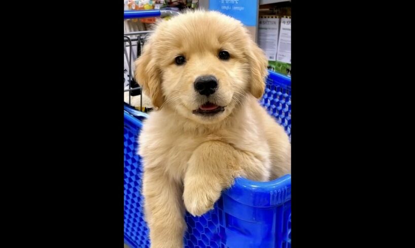 cutest puppy sitting in a basket #puppy #dog #puppies #dogs #doglover #dogvideos #cuteanimals