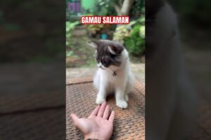 gamau salaman #funny #prank #comedy #cat #katten #catlover #kittten #cute #kitten