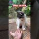 gamau salaman #funny #prank #comedy #cat #katten #catlover #kittten #cute #kitten