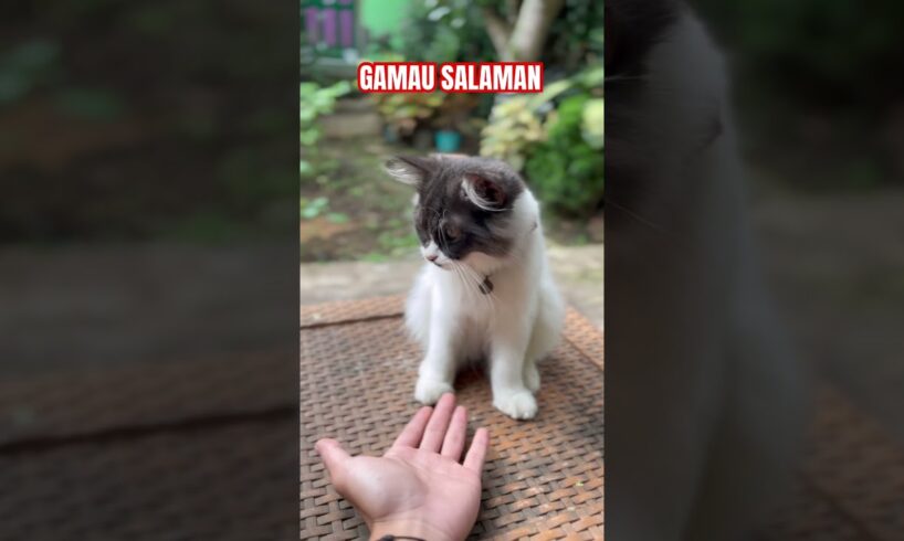 gamau salaman #funny #prank #comedy #cat #katten #catlover #kittten #cute #kitten