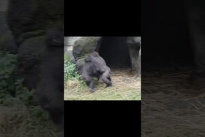 gorilla fun playing 🤣 #gorillatag #金剛猩猩 #台北市立動物園 #shorts