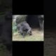 gorilla fun playing 🤣 #gorillatag #金剛猩猩 #台北市立動物園 #shorts