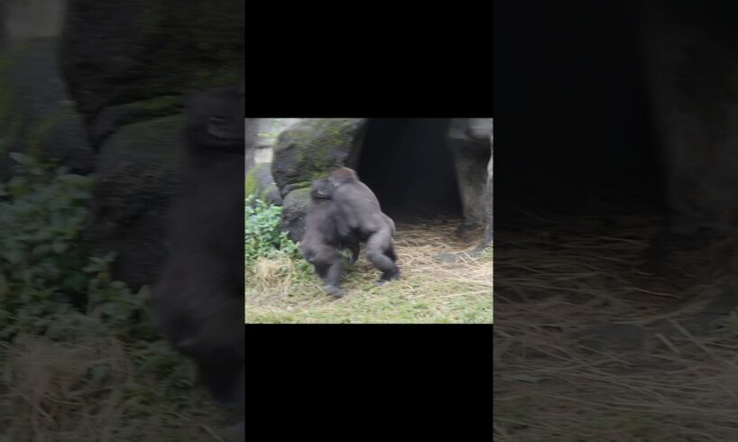 gorilla fun playing 🤣 #gorillatag #金剛猩猩 #台北市立動物園 #shorts