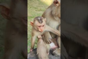 love baby playing FLORIN KD1 #sorts #monkey #cute #viralvideo #animals #babymonkey #babymonkeys