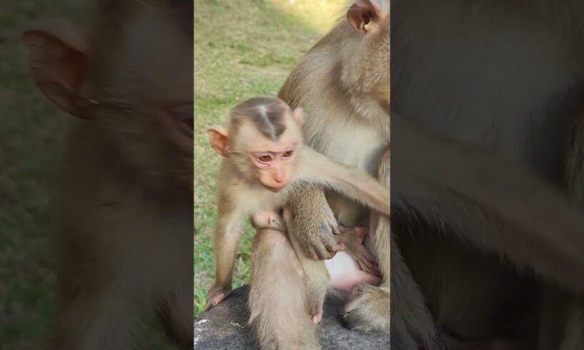 love baby playing FLORIN KD1 #sorts #monkey #cute #viralvideo #animals #babymonkey #babymonkeys