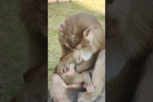 love baby playing FLORIN KD2 #sorts #monkey #cute #viralvideo #animals #babymonkey #babymonkeys