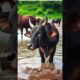 man rescue a black cowcalf 🐮 #cow #calf #animals #forest #river #drowning #pets #humanity #emotional