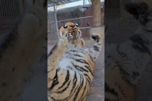 tigers are playing togather #tiger #meatking #eatingmeat #animals #meatconsumption #zoo