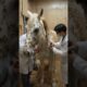 white Horse infected millions of Parasites, Barnacles and Bees #shorts #animals #rescue #wildlife