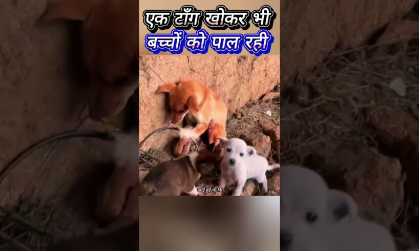 एक टाँग खोकर भी बच्चों को पाल रही 🙏 #animal #animalrescue #animallover #rescue #dog