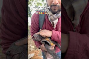 एक पागल डॉग ने 8 बच्चो को उतार दिया मौत के घाट 😭😢💔🙏🐶|#shorts