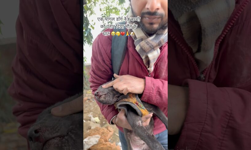 एक पागल डॉग ने 8 बच्चो को उतार दिया मौत के घाट 😭😢💔🙏🐶|#shorts