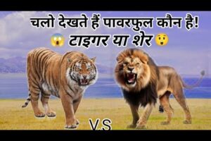 😱टाइगर और शेर/Tiger And Lion/Animal Fight video 😲