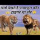 😱टाइगर और शेर/Tiger And Lion/Animal Fight video 😲