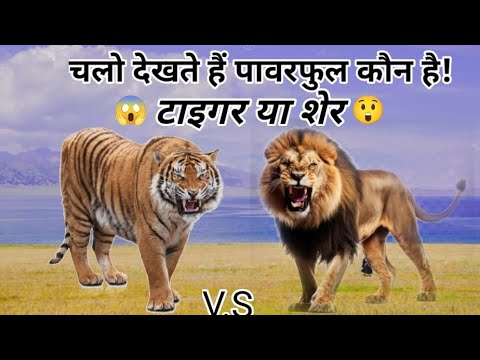 😱टाइगर और शेर/Tiger And Lion/Animal Fight video 😲