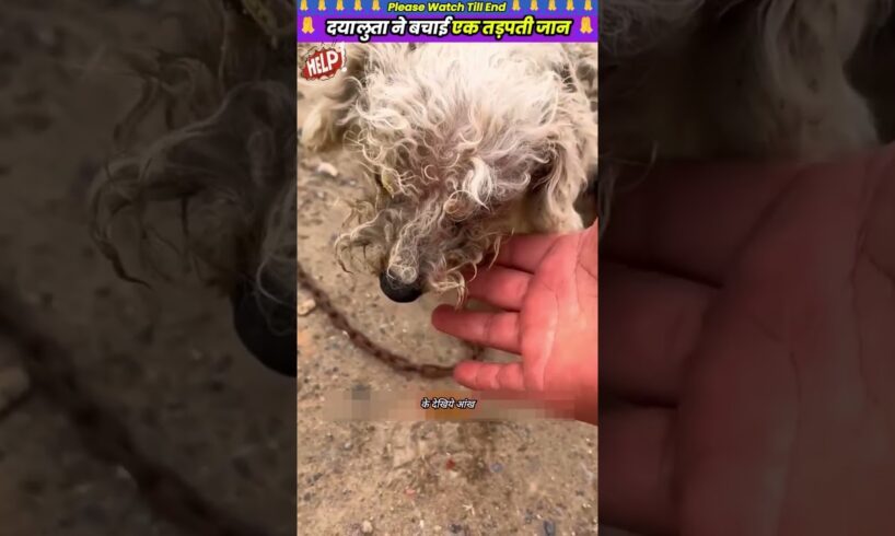 दयालुता ने बचाई एक तड़पती जान 🙏 #animal #animalrescue #animallover #rescue #dog