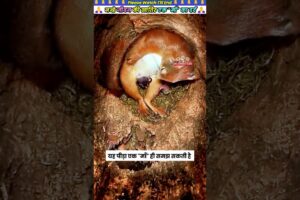 नन्हे जीवन की खातिर एक माँ का दर्द 🙏 #animal #animalrescue #animallover #rescue #squirrel