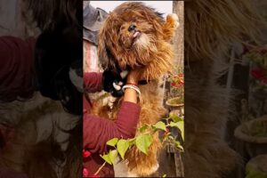 আমি পেরেছি 😜🐶#youtubeshort #cutedoglovers #lhasa #animals #shortsvideo #viral # trending# video