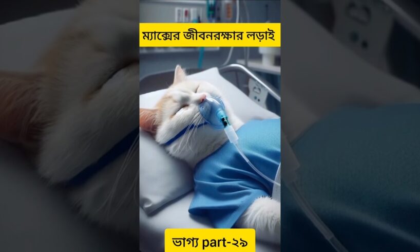 ভাগ্য part -২৯ || ম্যাক্সের জীবনরক্ষার লড়াই || Bengali story || cat video ||  #cute #kitten