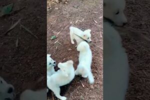 അച്ചോടാ Cute Puppies 😍🥰#ytshorts #cute #puppies #shortsfeed  #youtubeshorts #viralvideo