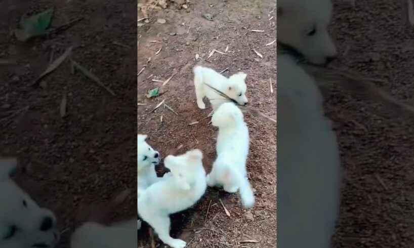 അച്ചോടാ Cute Puppies 😍🥰#ytshorts #cute #puppies #shortsfeed  #youtubeshorts #viralvideo