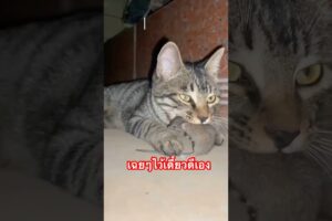 มิตรภาพ , cat fights rat #เสียงแมว #แมวส้ม #vlog #fyp #catlover #mylove #funny #moew #animal