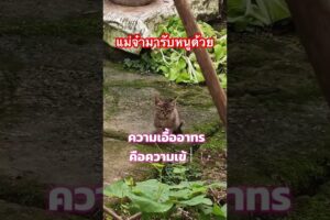 แม่จ๋ามารับหน่อย, cat fights rat #เสียงแมว #แมวส้ม #vlog #fyp #catlover #mylove #funny #moew #animal