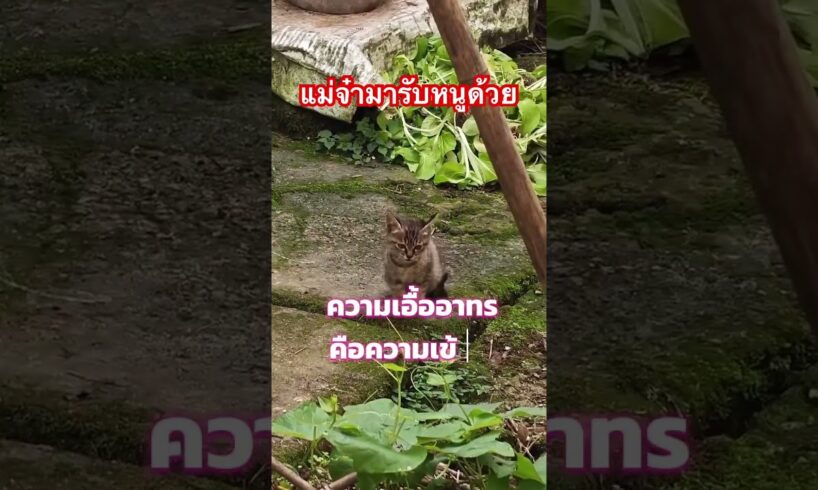 แม่จ๋ามารับหน่อย, cat fights rat #เสียงแมว #แมวส้ม #vlog #fyp #catlover #mylove #funny #moew #animal