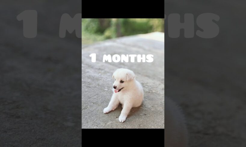 1 month and 1 Year Pomeranian dog days#shortvideo #trending #cute_#puppy#pettherapy #shortvideo#cute