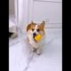 Cute Puppies 🥰♥ super funny Corgi ♥ #shorts #2025