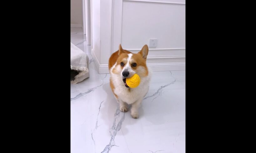 Cute Puppies 🥰♥ super funny Corgi ♥ #shorts #2025