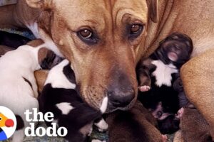 Mama Dog And Her Babies Get Rescued In The Middle Of The Desert | The Dodo