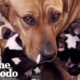 Mama Dog And Her Babies Get Rescued In The Middle Of The Desert | The Dodo